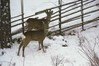 P1050478_2xDeer.jpg