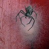 Spider~0.jpg