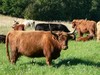 Filename=cattle.jpg
Filesize=248KiB
Dimensions=1024x768
Date added=Nov 02, 2005 cattle.jpg